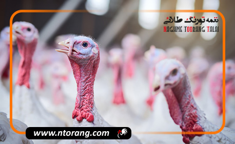 روش های افزایش باروری بوقلمون ها